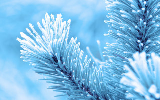 Pine snow needles blue sky - a close up of a pine tree branch free wallpaper