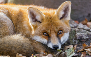 Fox leaves closeup furry photorealistic - a pile of leaves free wallpaper