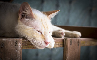 Cat sleeping wooden table portrait - a wooden table free wallpaper