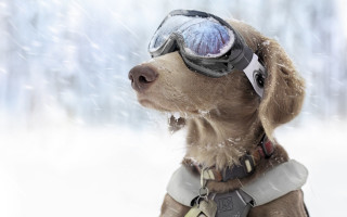 Dog goggles snow jacket snowfall - free winter wallpaper