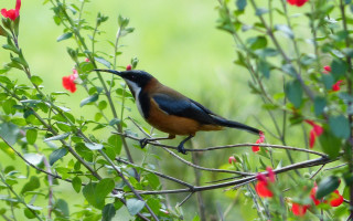 Bird branch redflowers greenbackground blurry - afewerk tekle free wallpaper