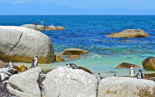 Penguins rocky shoreline ocean blue - a group of penguins free wallpaper