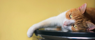 Black cat on bowl yellow - a table next free wallpaper