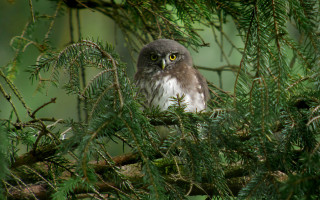 Bird bamboo forest jigsaw animal - upper body free wallpaper for desktop