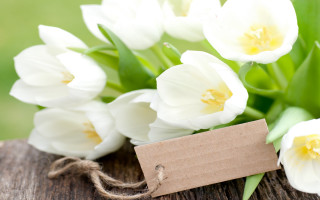 White flowers daisy lily vase - a piece of wood free wallpaper