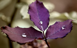 Purple leaf water droplets macro - claire dalby free wallpaper for desktop