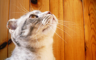 Cat looking up wooden wall - dof free wallpaper for desktop