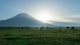 Cows grazing mountains sunset blue - the top of the mountain free wallpaper