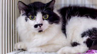 Black and white cat sad - toyism free wallpaper