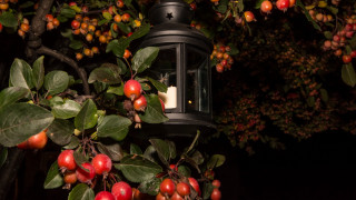 Lantern tree fruit leaves night - a lantern free wallpaper