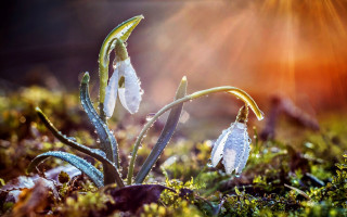 White flower field sunlight macro - betty merken free wallpaper for desktop