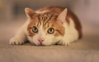 Sad cat looking camera brown - sharp focus free wallpaper
