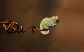 Green chameleon wire brown background 2 - a wire free wallpaper for desktop