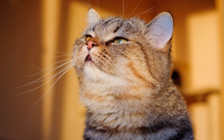 Cat wide eyes yellow wall - a door free wallpaper