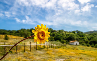 Sunflower field fence house ecological - dennis flanders free wallpaper for desktop