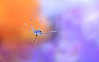 Dandelion water droplets colorful background - a dandelion free wallpaper for desktop