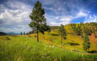 Grassy hill trees flowers cloudy - a grassy hill free wallpaper for desktop