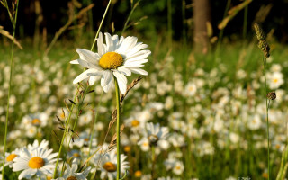 Daisy field flower bokeh nature - a field of daisies free wallpaper
