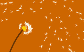 Dandelion white flowers orange background - a dandelion free wallpaper for desktop