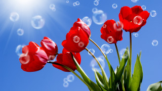 Red flowers bubbles sky sun - the air in front free wallpaper