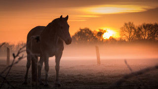 Horse field sunset fog autumn - the ground behind free wallpaper for desktop