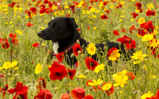 Dog flower field autumn leaves - his neck free wallpaper for desktop