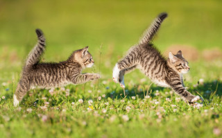 Kittens playing field flower motion - kitsch movement free wallpaper