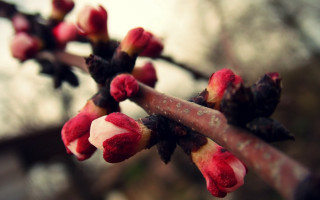 Branch red flowers bokeh macro - a blurry background of trees free wallpaper for desktop