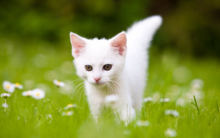 White cat field daisies bokeh - a blurry background of trees free wallpaper