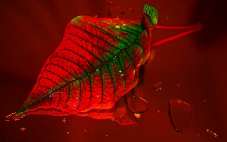 Red green leaf water droplets - water droplet free wallpaper