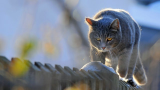 Cat fence yellow eyes graffiti - its front paw free wallpaper
