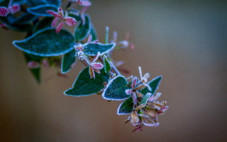 Frosted plant butterfly macro glowing - a close up of a plant free wallpaper
