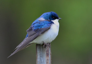 Blue white bird wooden post - david budd free wallpaper
