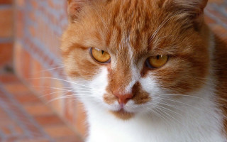 Cat closeup brickwall floor realistic - a close up of a cat free wallpaper