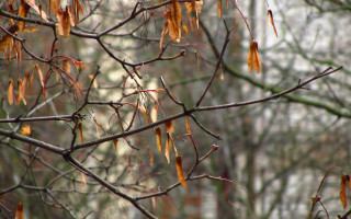 Tree brown leaves fence autumn - clyfford still free wallpaper