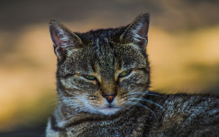 Cat closed eyes blurry background - a blurry background behind free wallpaper for desktop