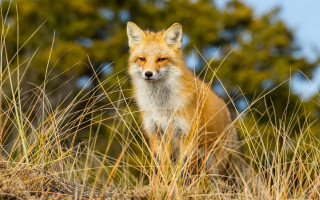 Fox grass blue sky trees - a fox free wallpaper