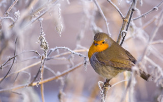 Ice frosted branch bird yellow - colin moss free wallpaper