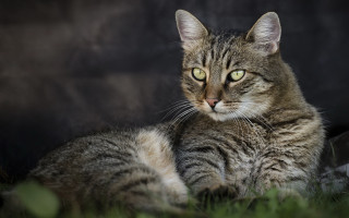 Sad cat laying in grass - something free wallpaper