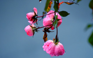 Pink flower green leaves blue 7 - a blue sky background in the background free wallpaper
