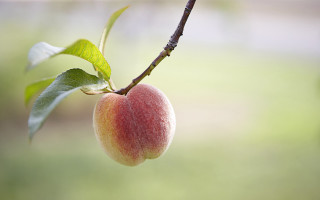 Fruit closeup macro nature blurry - a blurry background of grass and trees free wallpaper for desktop