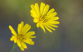 Yellow flower daisy lotus sunflower - two yellow flower free wallpaper