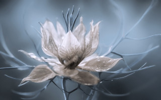 White flower blue background water - a white flower free wallpaper