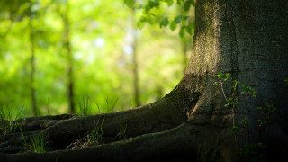 Exposed roots tree forest green - the forest free wallpaper for desktop