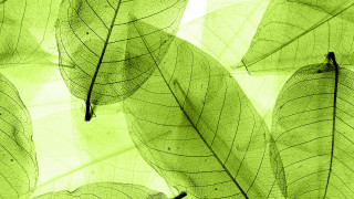 Green leaf ecological art macro - a green leaf free wallpaper