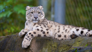 Snow leopard rock zoo trees - a snow leopard free wallpaper