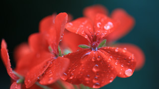 Red flower water droplets macro 11 - a red flower free wallpaper for desktop