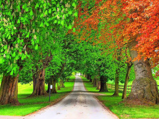 Autumn forest road tree leaves - in the middle free wallpaper