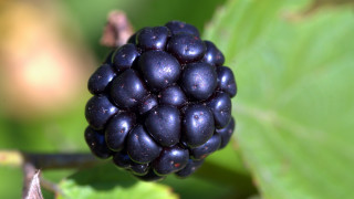 Berry closeup leaves bokeh macro - caravaggio free wallpaper