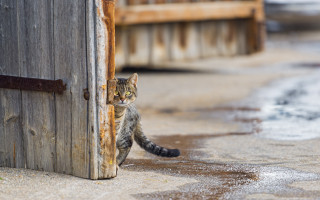 Cat standing wooden door looking - the door free wallpaper